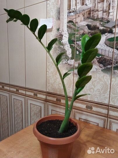 Цветок замиокулькас