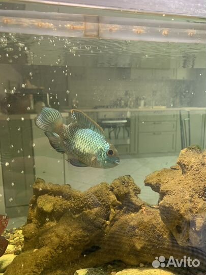 Аквариум с рыбками и фильтром