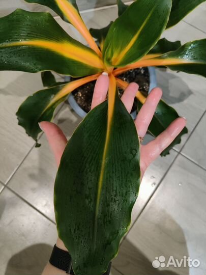 Хлорофитум Green Orange