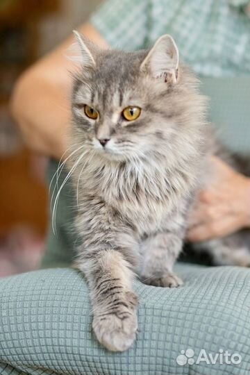 Пушистый котик Ефим ищет дом. В добрые руки