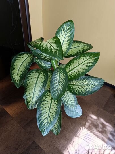 Диффенбахия