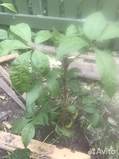 Элеутерококк