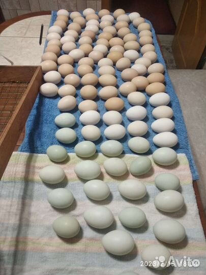 Цыплята,яйцо голубое,оливковое