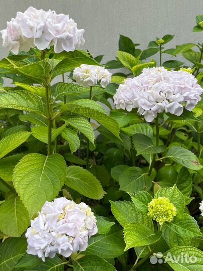 Гортензия крупнолистная саженцы