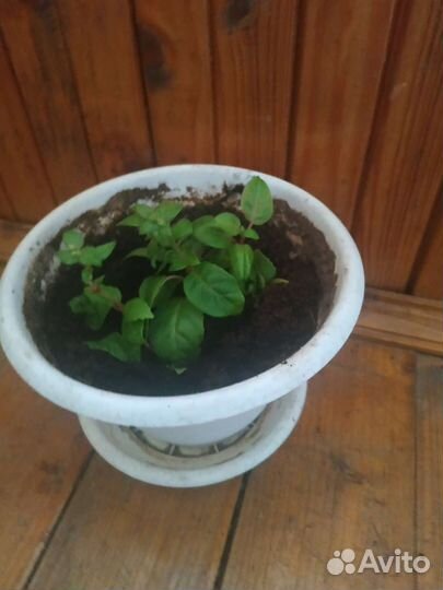 Домашние цветы фуксии,герани