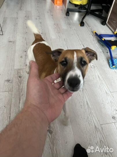 Парсон Рассел терьер