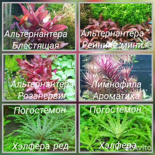 Живые растения для аквариума в Кудепсте) от