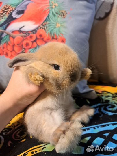 Декоративные кролики вислоухие