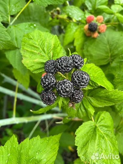 Малина сорта Бристоль (черная), Амира (красная)