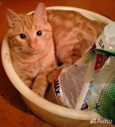 Кот