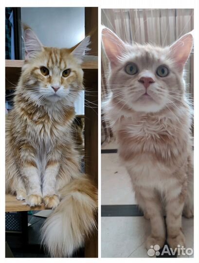Котята мейн-кун