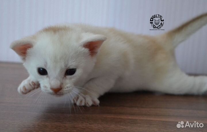 Абиссинские котята