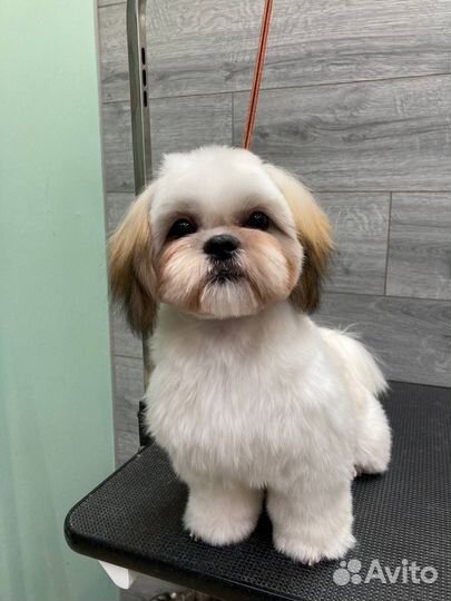Ши тцу подрощенный щенок