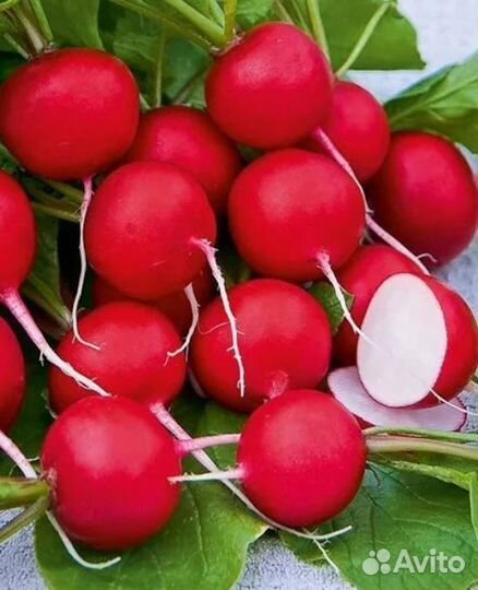 Семена редиса