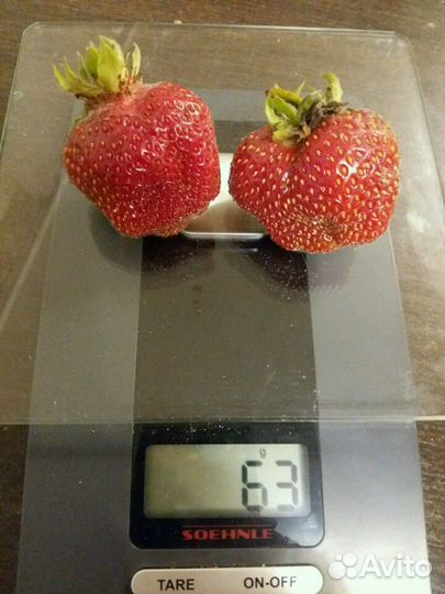 Саженцы сортовой клубники сорта разные