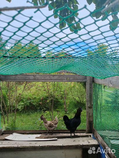 Молодые петухи