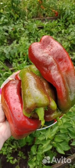 Семена сладкого перца коллекционные