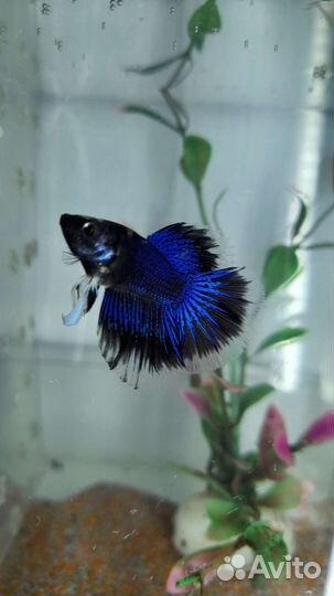 Рыбка петушок самцы и самки