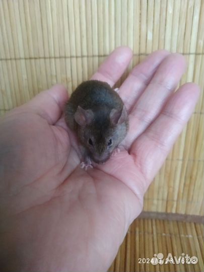 Декоративные мышки- малышки