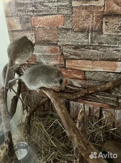 Акациевые крысы