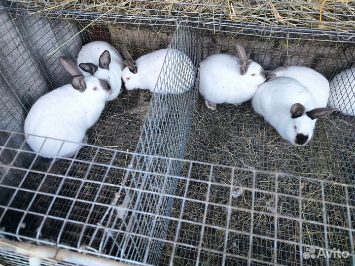Калифорнийские кролики