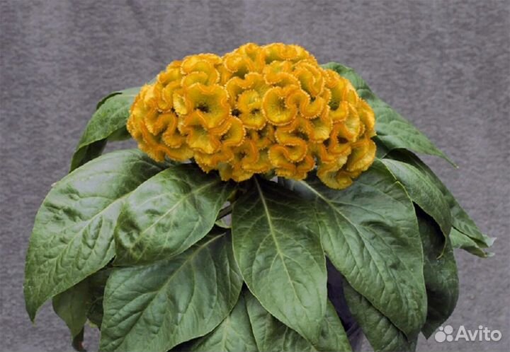 Гелихризум, целозия,цинерария