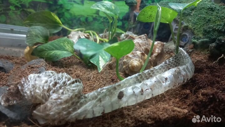 Змеиный выползок