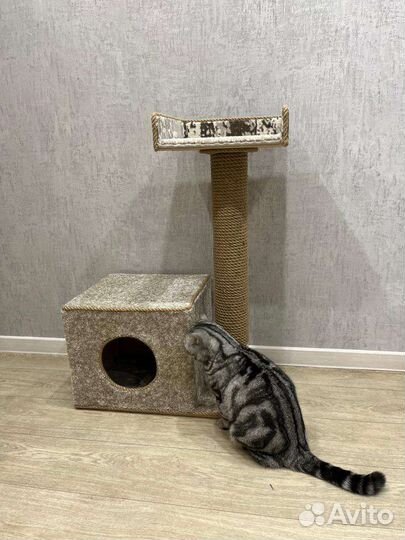 Когтеточки