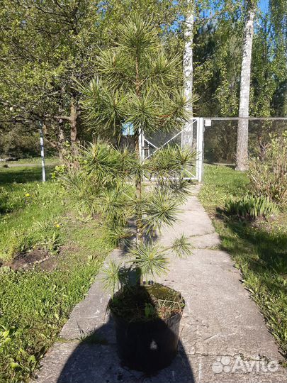 Кедр сибирский