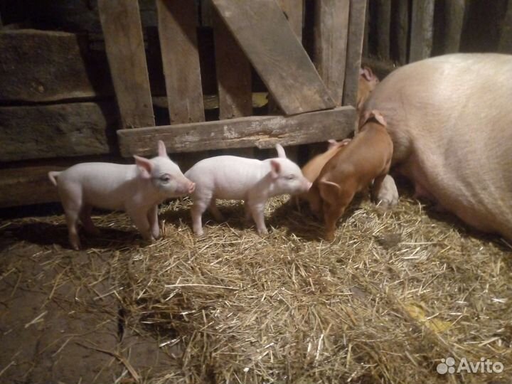 Поросята
