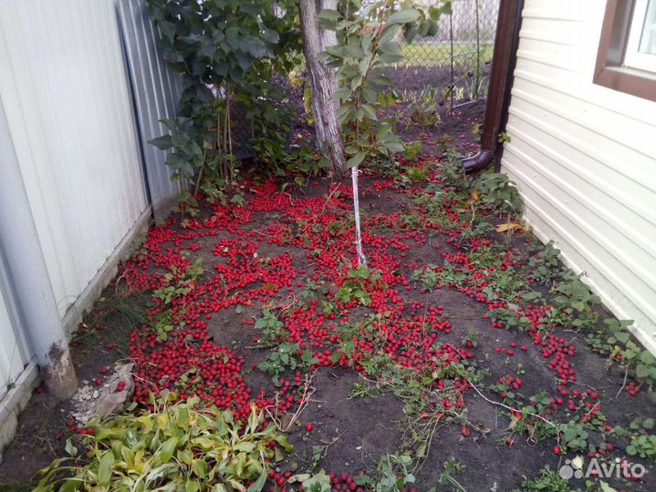 Боярышник крупноплодный