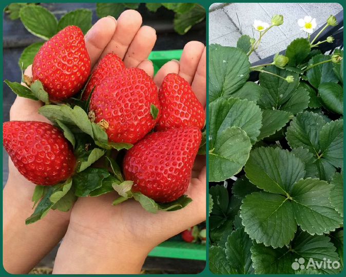 Рассада ремонтантной клубники