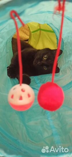 Замурррчательный чёрный кот