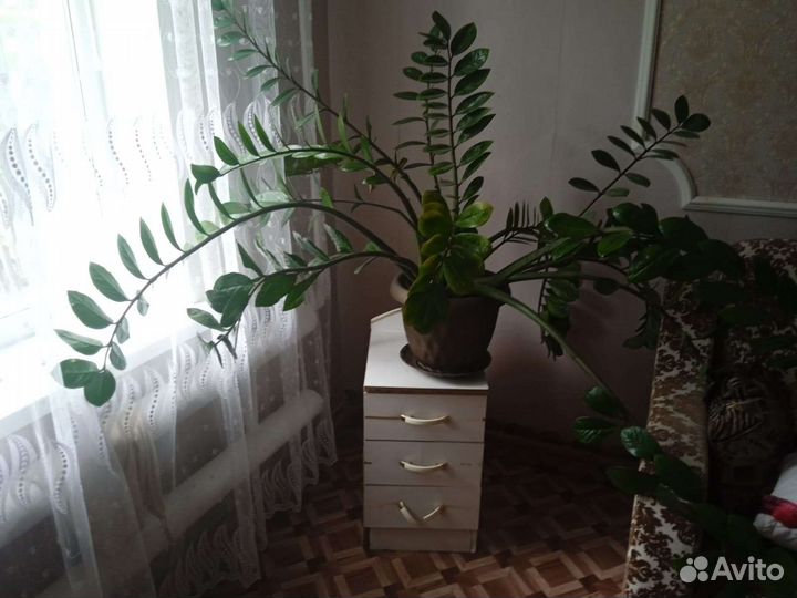 Замиокулькас