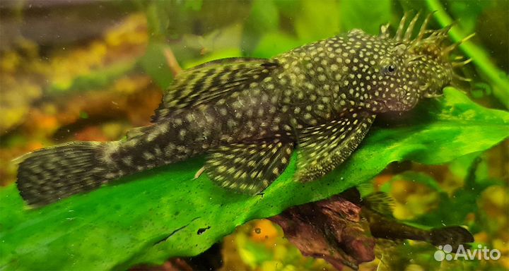Сомики анциструсы крапчатые и золотистые