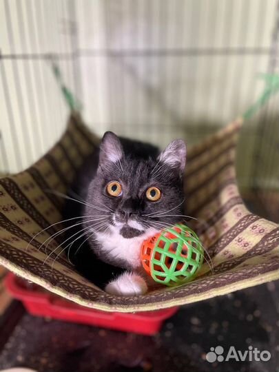 Кошка в дар