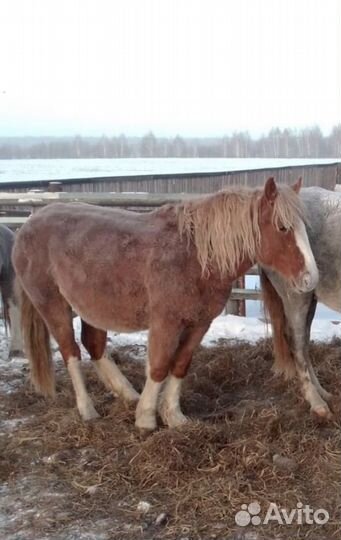 Продается жеребец