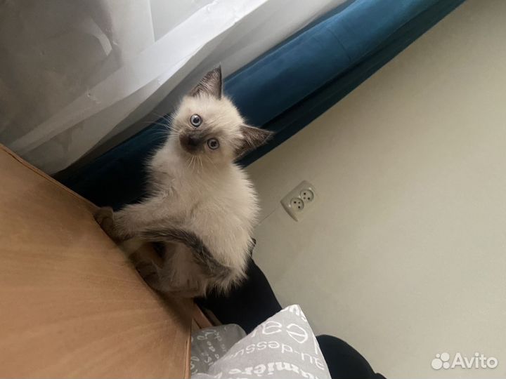 Сиамские котята