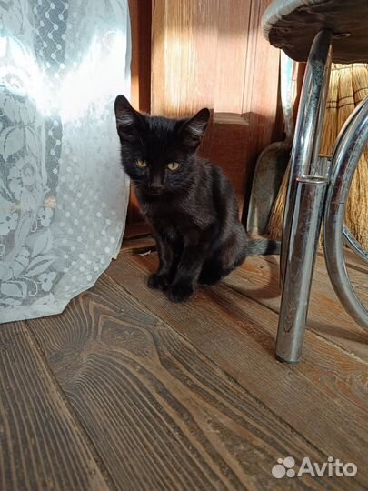 Котенок ищет дом