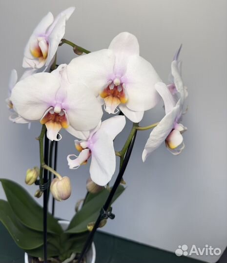 Орхидея фаленопсис