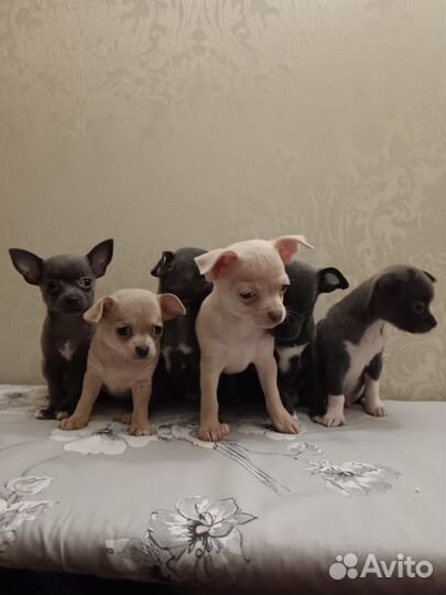 Щенки чихуахуа