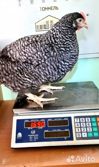 Курочки Несушки молодые