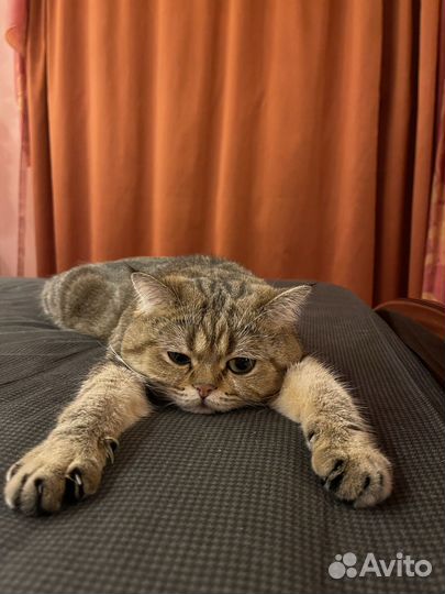 Британский кот для вязки