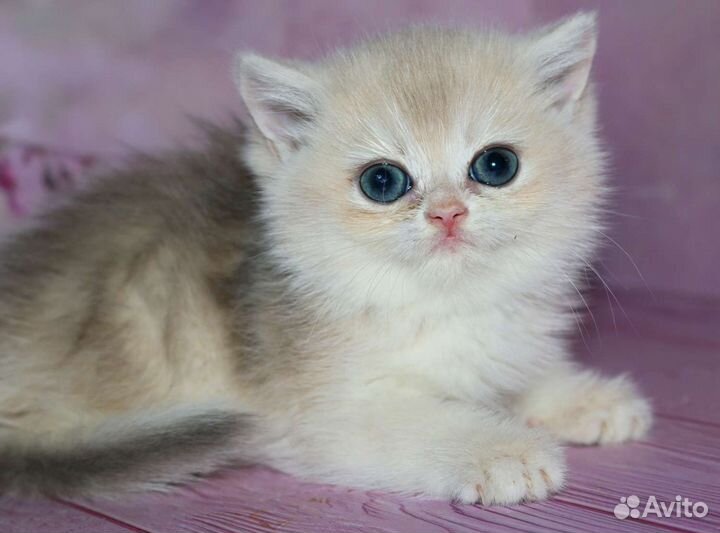 Девочка золотая шиншилла голубое золото