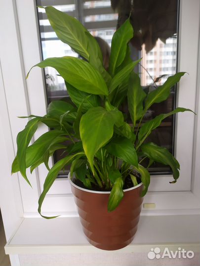 Продам цветы комнатные