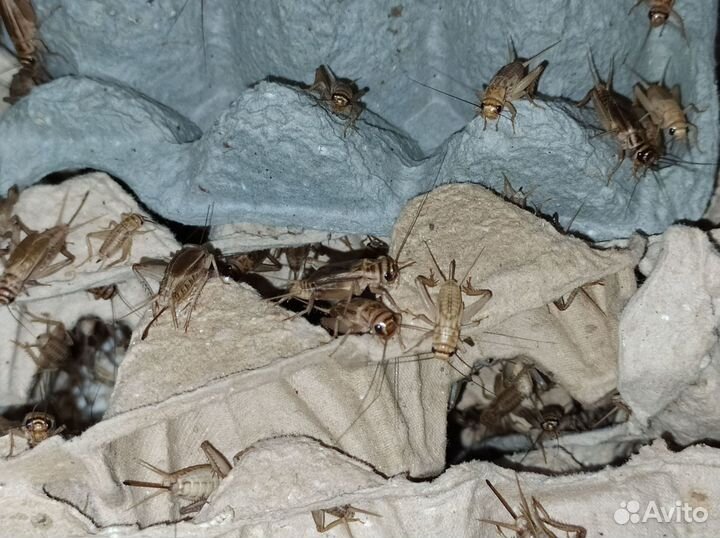 Кормовые насекомые. Сверчки домовые живые