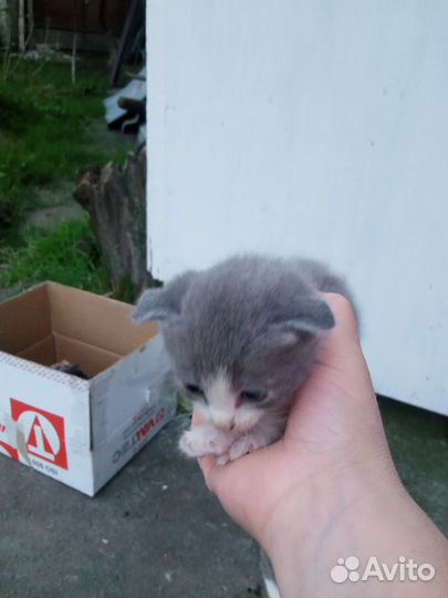 Продаю котенка