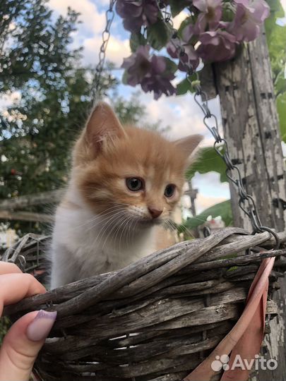 Котята в добрые руки