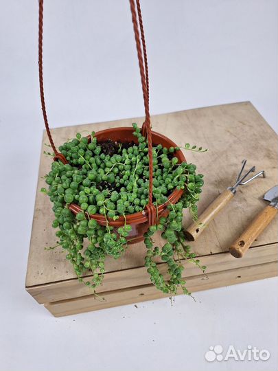 Крестовник роули