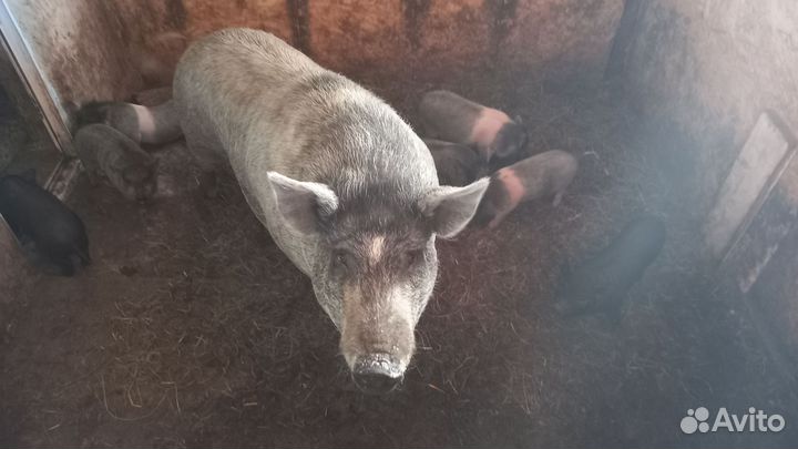 Поросята кармалы